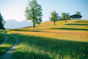 Maintaining A Lush Lawn